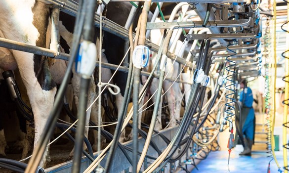 Line of cows being milked in a parlour